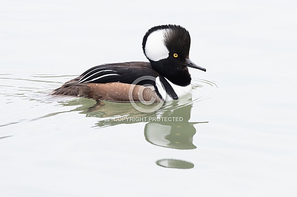 Hooded merganser