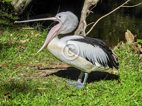 Australian Pelican