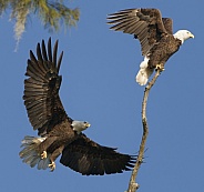 Bald Eagle