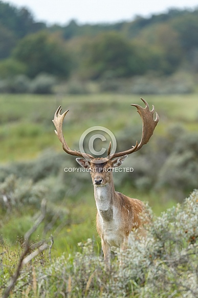 Fallow Deer
