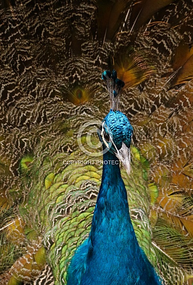 Peacock Peacock