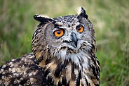 eurasian eagle owl (bubo bubo)