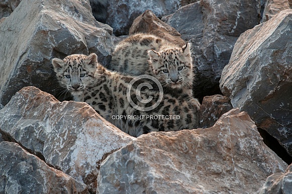 Two Snow Leopard Cubs On Rocks