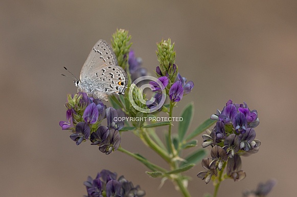 Behr's hairstreak, Satyrium behrii