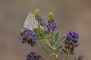 Behr's hairstreak, Satyrium behrii