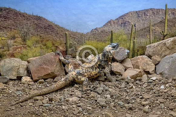 San Esteban Chuckwalla