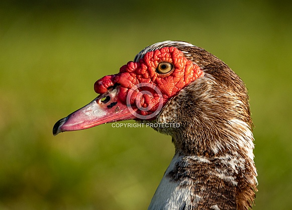 Muscovy Ducks