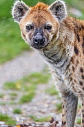 Hyena posing