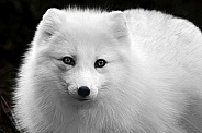 Arctic Fox