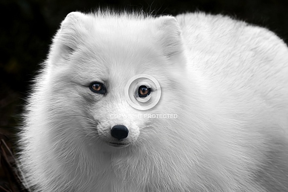 Arctic Fox