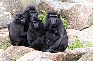 Celebes crested macaque family
