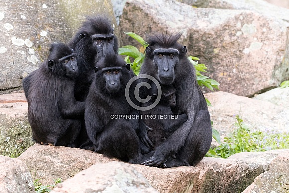 Celebes crested macaque family Celebes crested macaque family