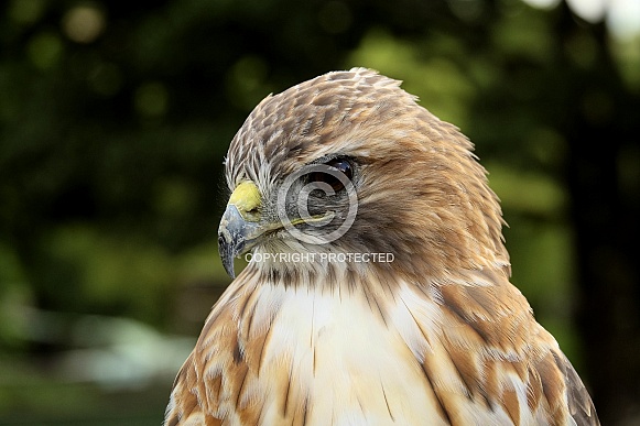 Red tailed hawk