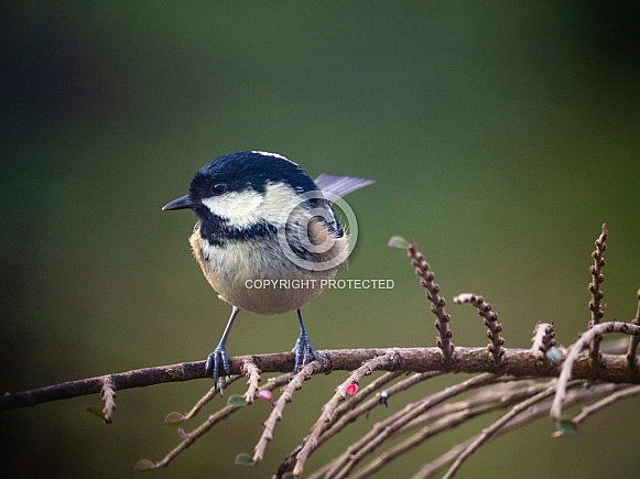 Coal tit - Periparus ater Coal tit - Periparus ater