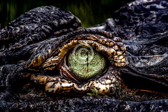 American Alligator