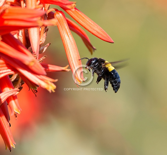 Female Carpenter Bee