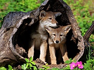2 Coyote pups