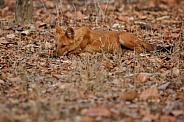 Dhoul pose in the nature habitat