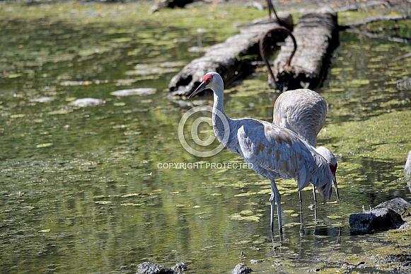 Sandhill Cranes