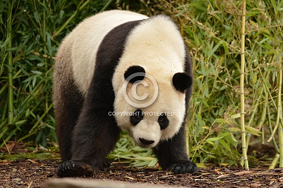 Giant Panda