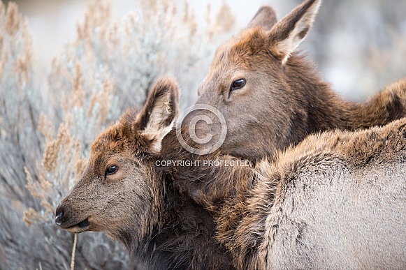 Wild elk cow and calf