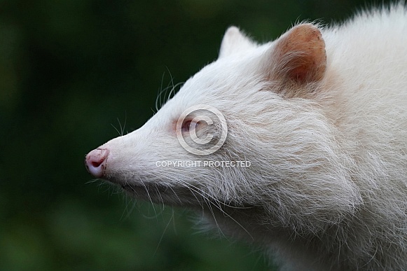 Raccoon