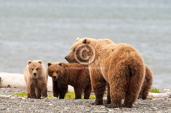 Wild brown bear Wild brown bear