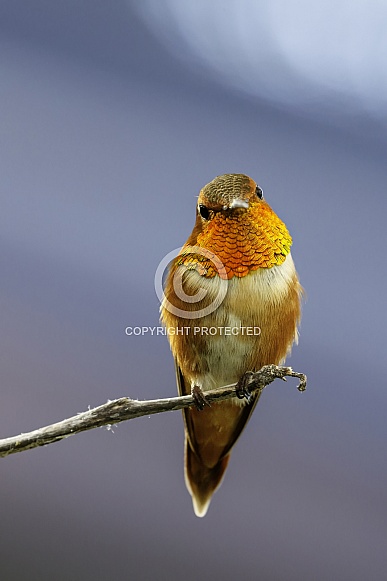 Hummingbird—Rufous Hummingbird