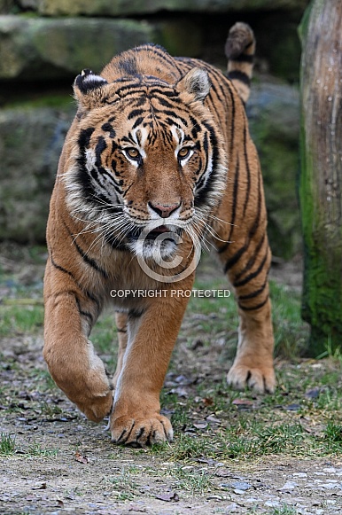 Siberian Tiger