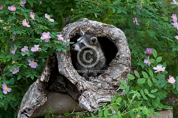 Baby Raccoon peeking from a Burrell