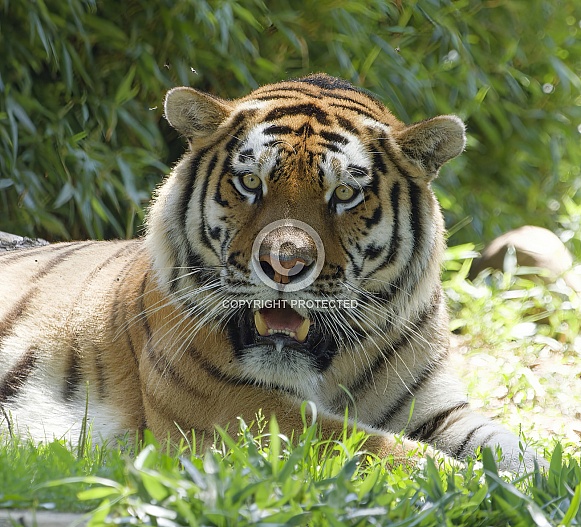 Bengal Tiger