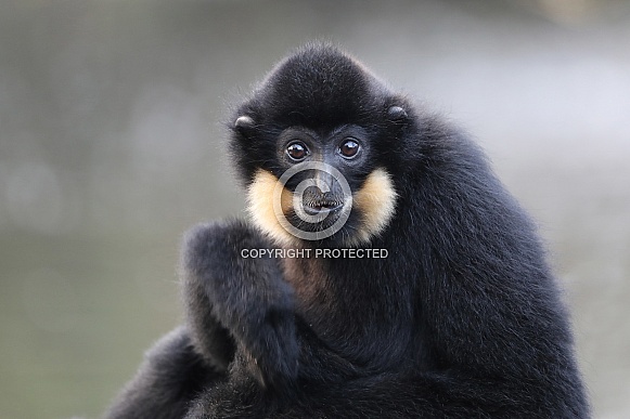 Yellow-cheeked gibbon (Nomascus gabriellae)