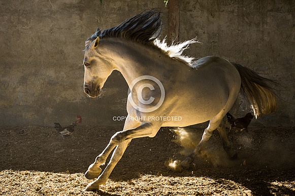 Andalusian