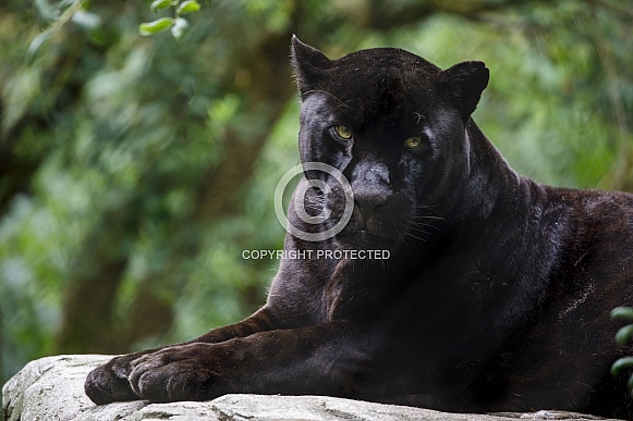 Jaguar (Panthera Onca)
