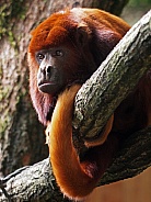 Venezuelan red howler monkey