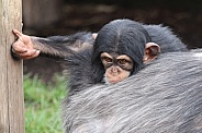 Chimpanzee (Pan troglodytes)