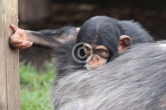Chimpanzee (Pan troglodytes)