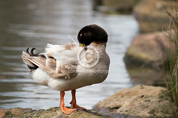 Duck preening (wild).