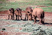 Young Rhino and Warthogs