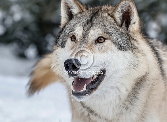 Wolf Wolf
