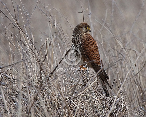 Kestrel on a twig Kestrel on a twig