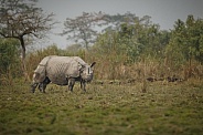 Indian rhino in the nature habitat