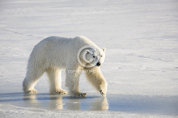 Polar Bear
