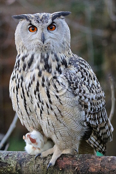 Eagle Owl