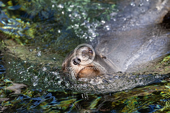 Stellar Sea Lions