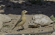 Lazuli Bunting Female in Arizona