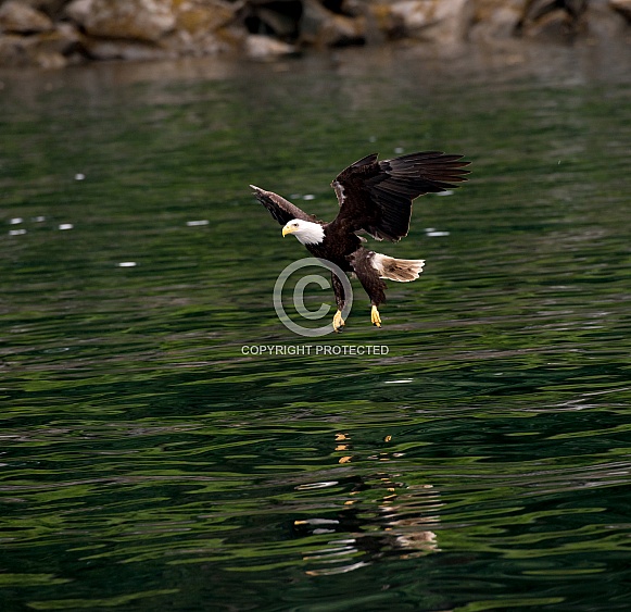 Bald Eagle (wild) Bald Eagle (wild)