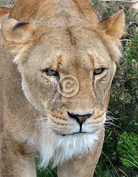 Lion Lion