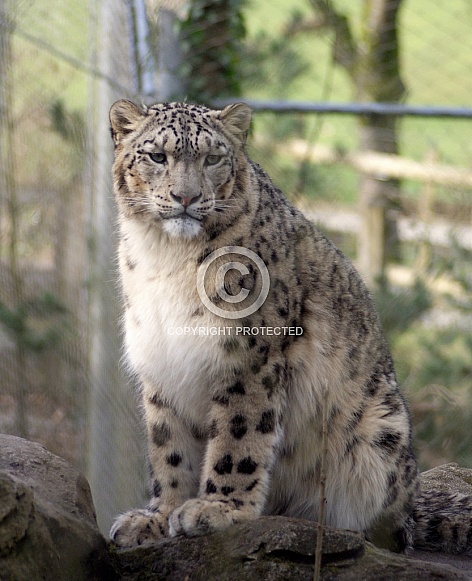 Snow Leopard Snow Leopard