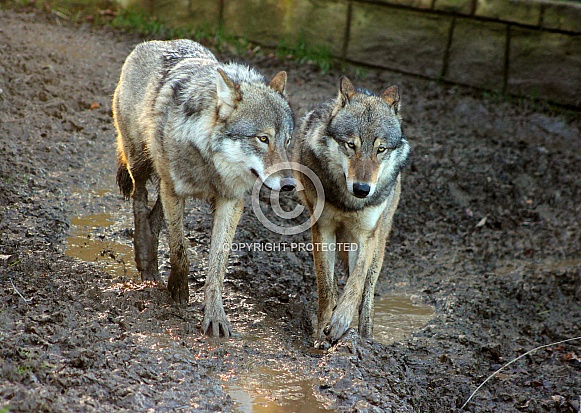 Eurasian Grey Wolves